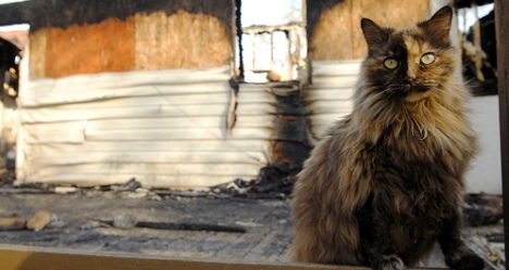 photo by The family lost a dog in the fire but this cat and several other animals survived this house fire in the Bristol area, photo by Earl Neikirk
